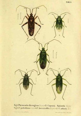 Reproducción/Reproduction 9271035170: Verzeichniss der in der Schweiz einheimischen Rhynchoten. (Hemiptera Linn). Solothurn,Verlag von Jent und Gassmann,1843.