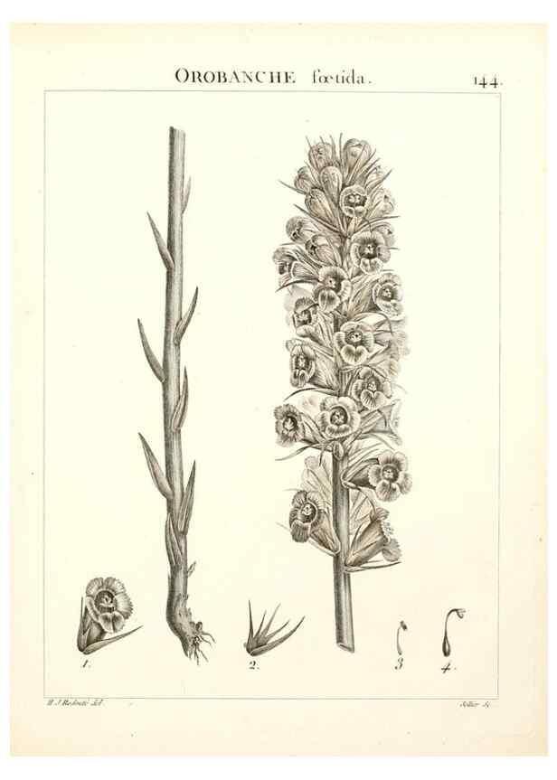 Reproducción/Reproduction 9300947610: Flora Atlantica, sive, Historia plantarum quae in Atlante, agro Tunetano et Algeriensi crescunt /. Parisiis :Apud Blanchon,1800.