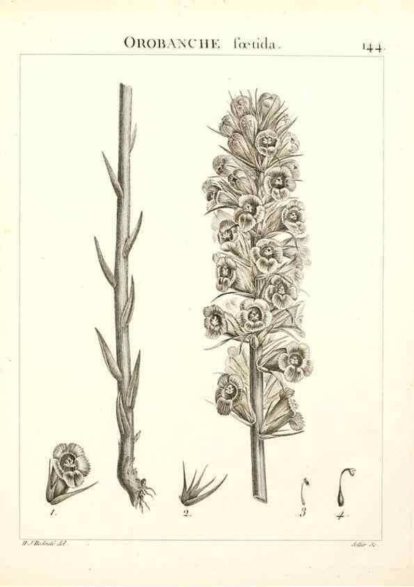 Reproducción/Reproduction 9300947610: Flora Atlantica, sive, Historia plantarum quae in Atlante, agro Tunetano et Algeriensi crescunt /. Parisiis :Apud Blanchon,1800.