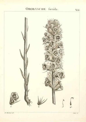 Reproducción/Reproduction 9300947610: Flora Atlantica, sive, Historia plantarum quae in Atlante, agro Tunetano et Algeriensi crescunt /. Parisiis :Apud Blanchon,1800.