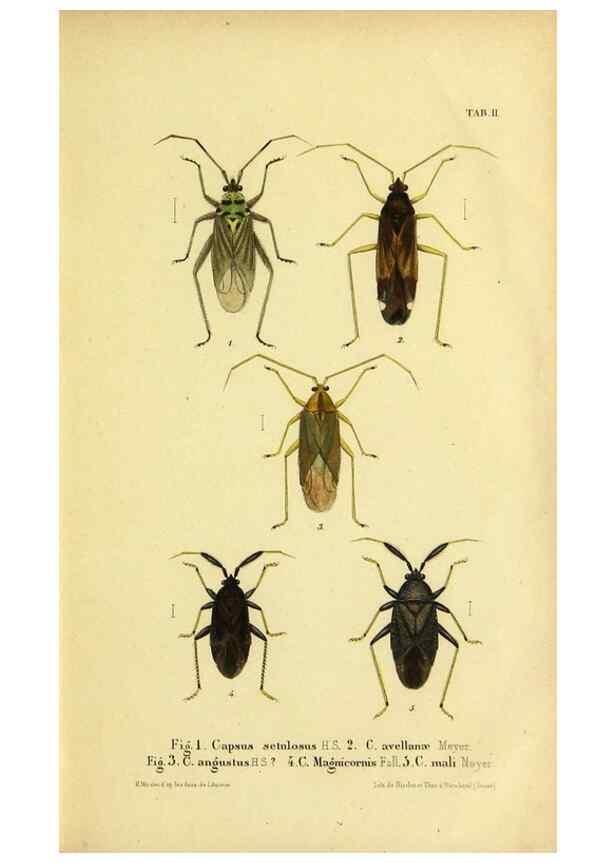 Reproducción/Reproduction 9271036408: Verzeichniss der in der Schweiz einheimischen Rhynchoten. (Hemiptera Linn). Solothurn,Verlag von Jent und Gassmann,1843.