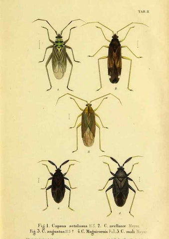 Reproducción/Reproduction 9271036408: Verzeichniss der in der Schweiz einheimischen Rhynchoten. (Hemiptera Linn). Solothurn,Verlag von Jent und Gassmann,1843.