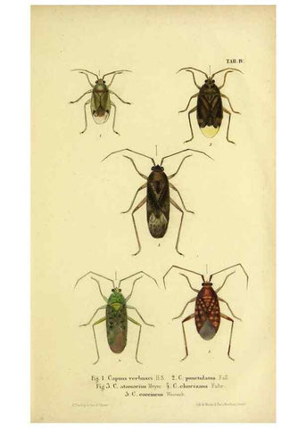 Reproducción/Reproduction 9268255333: Verzeichniss der in der Schweiz einheimischen Rhynchoten. (Hemiptera Linn). Solothurn,Verlag von Jent und Gassmann,1843.