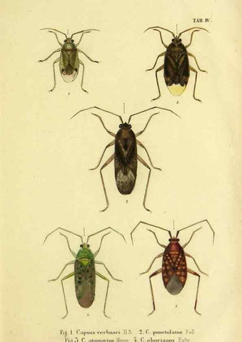 Reproducción/Reproduction 9268255333: Verzeichniss der in der Schweiz einheimischen Rhynchoten. (Hemiptera Linn). Solothurn,Verlag von Jent und Gassmann,1843.