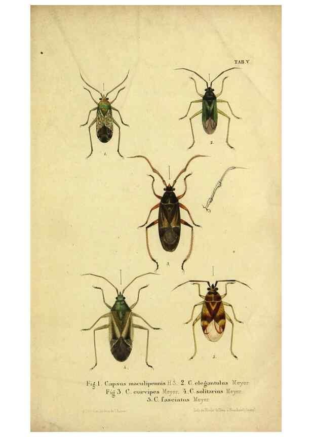 Reproducción/Reproduction 9271039632: Verzeichniss der in der Schweiz einheimischen Rhynchoten. (Hemiptera Linn). Solothurn,Verlag von Jent und Gassmann,1843.