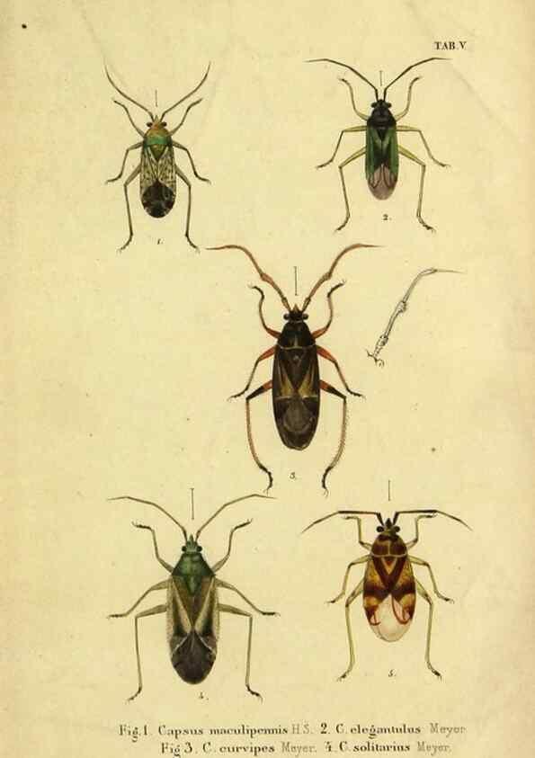 Reproducción/Reproduction 9271039632: Verzeichniss der in der Schweiz einheimischen Rhynchoten. (Hemiptera Linn). Solothurn,Verlag von Jent und Gassmann,1843.