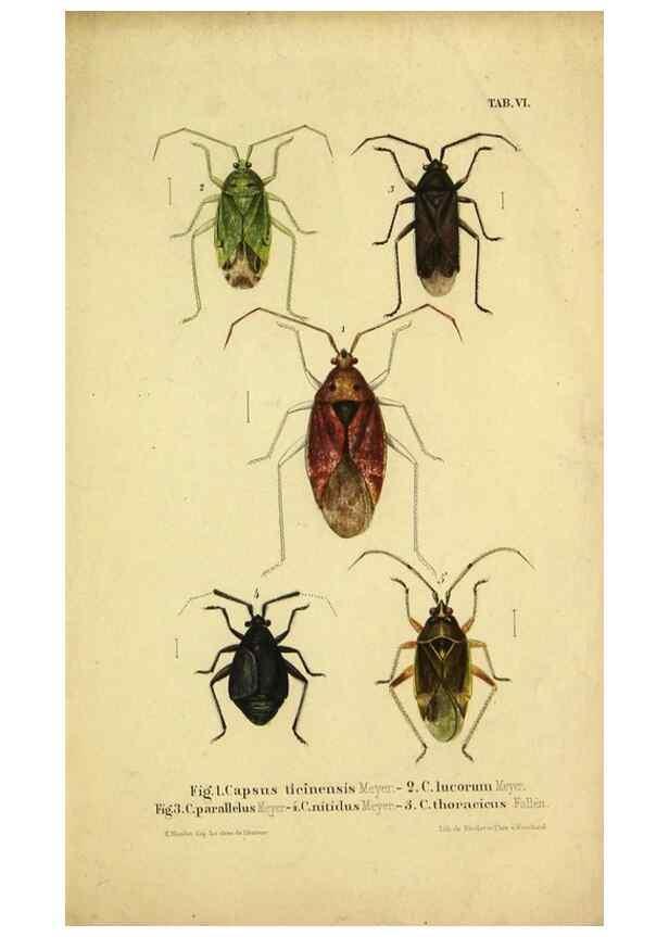 Reproducción/Reproduction 9268257649: Verzeichniss der in der Schweiz einheimischen Rhynchoten. (Hemiptera Linn). Solothurn,Verlag von Jent und Gassmann,1843.