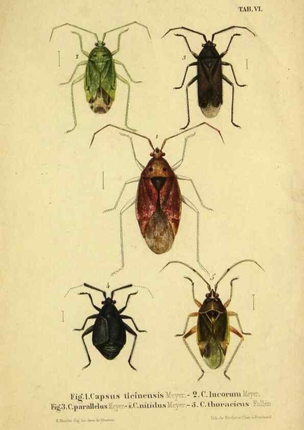 Reproducción/Reproduction 9268257649: Verzeichniss der in der Schweiz einheimischen Rhynchoten. (Hemiptera Linn). Solothurn,Verlag von Jent und Gassmann,1843.