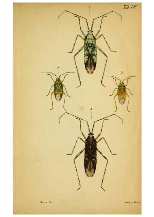 Reproducción/Reproduction 9271041822: Verzeichniss der in der Schweiz einheimischen Rhynchoten. (Hemiptera Linn). Solothurn,Verlag von Jent und Gassmann,1843.