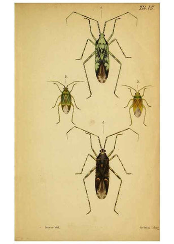 Reproducción/Reproduction 9271041822: Verzeichniss der in der Schweiz einheimischen Rhynchoten. (Hemiptera Linn). Solothurn,Verlag von Jent und Gassmann,1843.