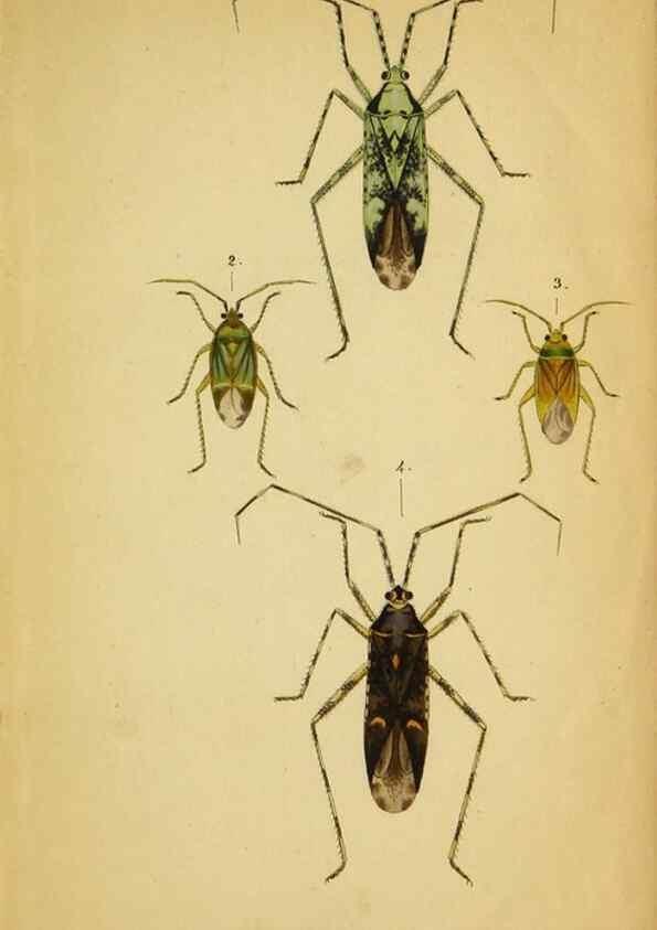 Reproducción/Reproduction 9271041822: Verzeichniss der in der Schweiz einheimischen Rhynchoten. (Hemiptera Linn). Solothurn,Verlag von Jent und Gassmann,1843.