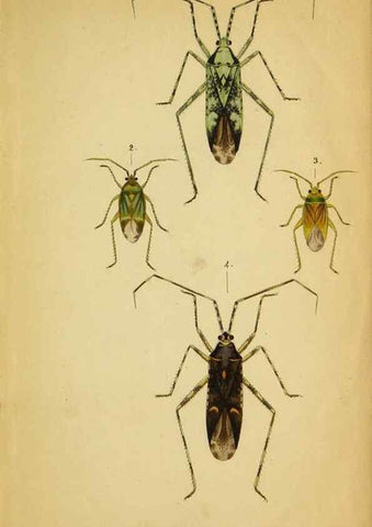 Reproducción/Reproduction 9271041822: Verzeichniss der in der Schweiz einheimischen Rhynchoten. (Hemiptera Linn). Solothurn,Verlag von Jent und Gassmann,1843.