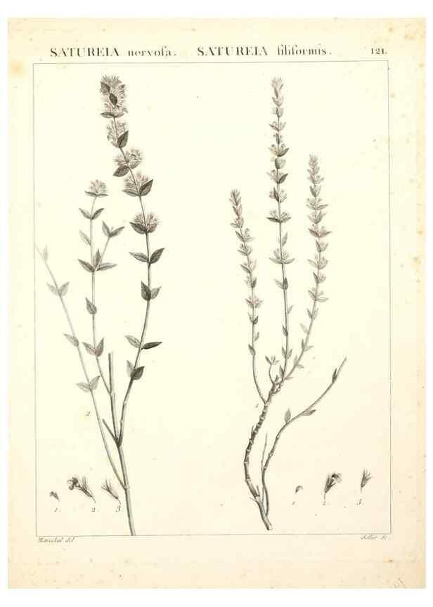Reproducción/Reproduction 9300932340: Flora Atlantica, sive, Historia plantarum quae in Atlante, agro Tunetano et Algeriensi crescunt /. Parisiis :Apud Blanchon,1800.