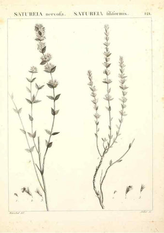 Reproducción/Reproduction 9300932340: Flora Atlantica, sive, Historia plantarum quae in Atlante, agro Tunetano et Algeriensi crescunt /. Parisiis :Apud Blanchon,1800.