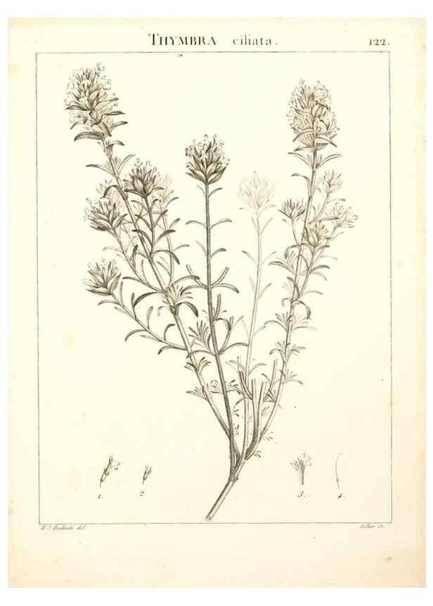 Reproducción/Reproduction 9300933108: Flora Atlantica, sive, Historia plantarum quae in Atlante, agro Tunetano et Algeriensi crescunt /. Parisiis :Apud Blanchon,1800.