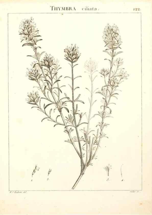 Reproducción/Reproduction 9300933108: Flora Atlantica, sive, Historia plantarum quae in Atlante, agro Tunetano et Algeriensi crescunt /. Parisiis :Apud Blanchon,1800.