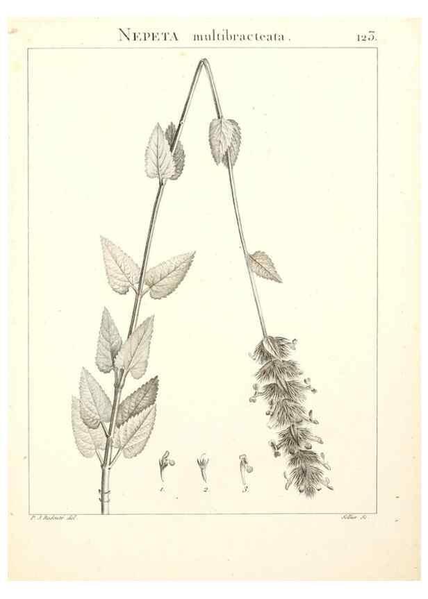 Reproducción/Reproduction 9298150809: Flora Atlantica, sive, Historia plantarum quae in Atlante, agro Tunetano et Algeriensi crescunt /. Parisiis :Apud Blanchon,1800.