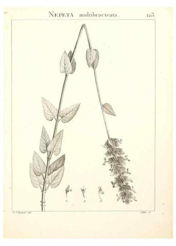 Reproducción/Reproduction 9298150809: Flora Atlantica, sive, Historia plantarum quae in Atlante, agro Tunetano et Algeriensi crescunt /. Parisiis :Apud Blanchon,1800.