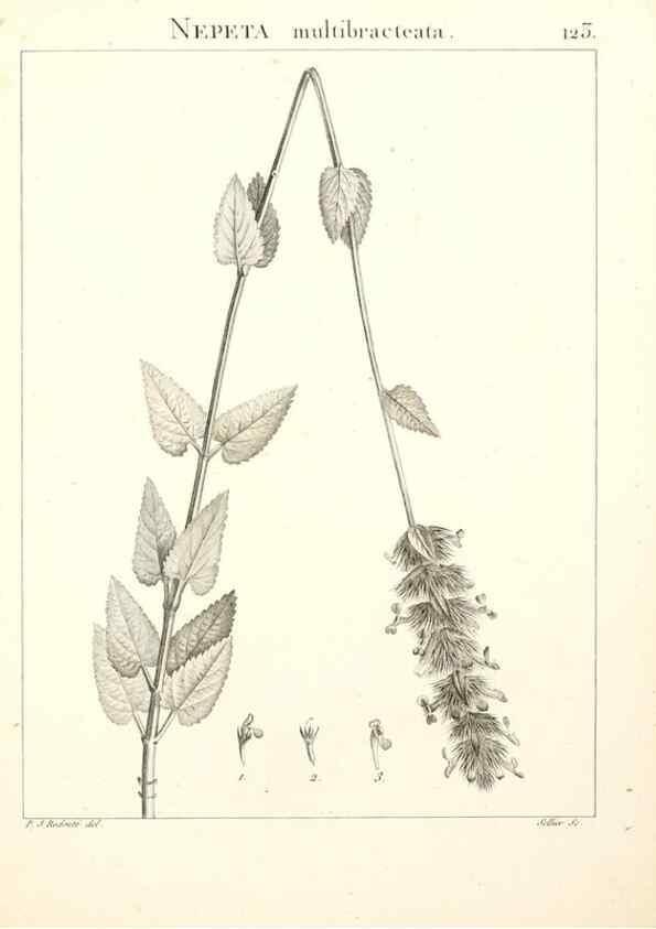 Reproducción/Reproduction 9298150809: Flora Atlantica, sive, Historia plantarum quae in Atlante, agro Tunetano et Algeriensi crescunt /. Parisiis :Apud Blanchon,1800.
