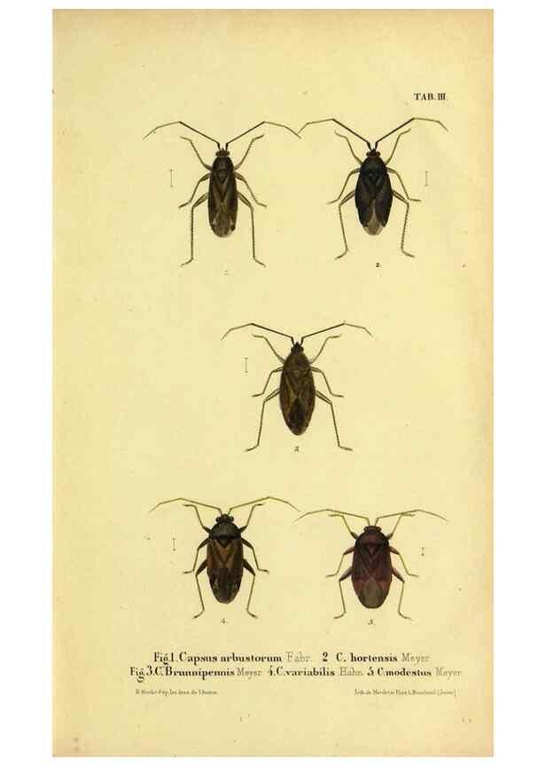 Reproducción/Reproduction 9268254177: Verzeichniss der in der Schweiz einheimischen Rhynchoten. (Hemiptera Linn). Solothurn,Verlag von Jent und Gassmann,1843.