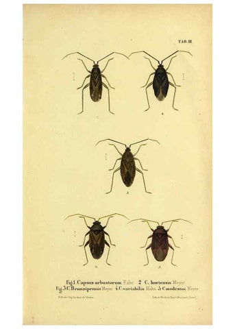 Reproducción/Reproduction 9268254177: Verzeichniss der in der Schweiz einheimischen Rhynchoten. (Hemiptera Linn). Solothurn,Verlag von Jent und Gassmann,1843.