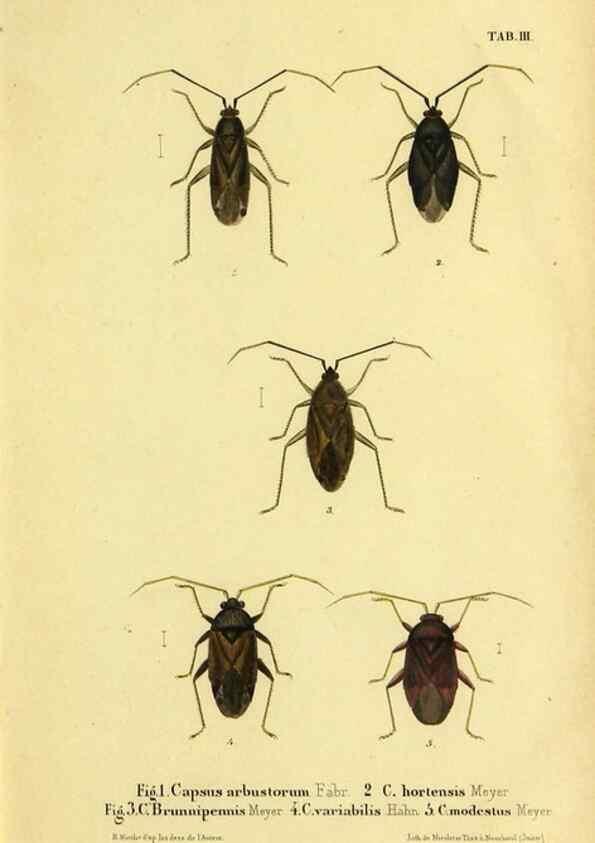 Reproducción/Reproduction 9268254177: Verzeichniss der in der Schweiz einheimischen Rhynchoten. (Hemiptera Linn). Solothurn,Verlag von Jent und Gassmann,1843.