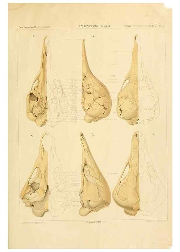 Reproducción/Reproduction 9308054208: Der Schädelbau der Monotremen /. Jena :G. Fischer,1901.