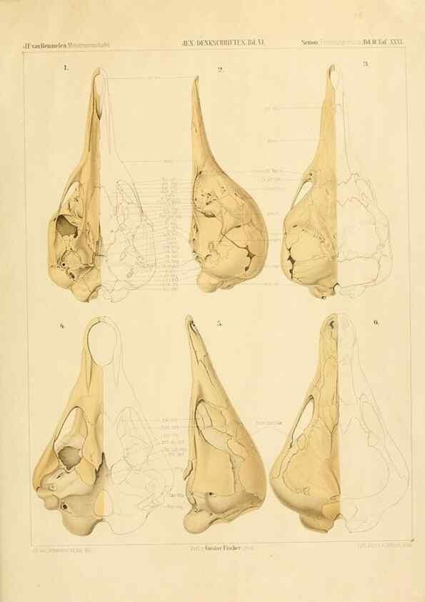 Reproducción/Reproduction 9308054208: Der Schädelbau der Monotremen /. Jena :G. Fischer,1901.