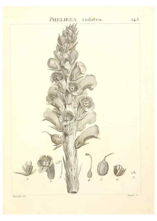 Reproducción/Reproduction 9298165563: Flora Atlantica, sive, Historia plantarum quae in Atlante, agro Tunetano et Algeriensi crescunt /. Parisiis :Apud Blanchon,1800.