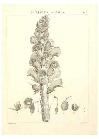 Reproducción/Reproduction 9298165563: Flora Atlantica, sive, Historia plantarum quae in Atlante, agro Tunetano et Algeriensi crescunt /. Parisiis :Apud Blanchon,1800.