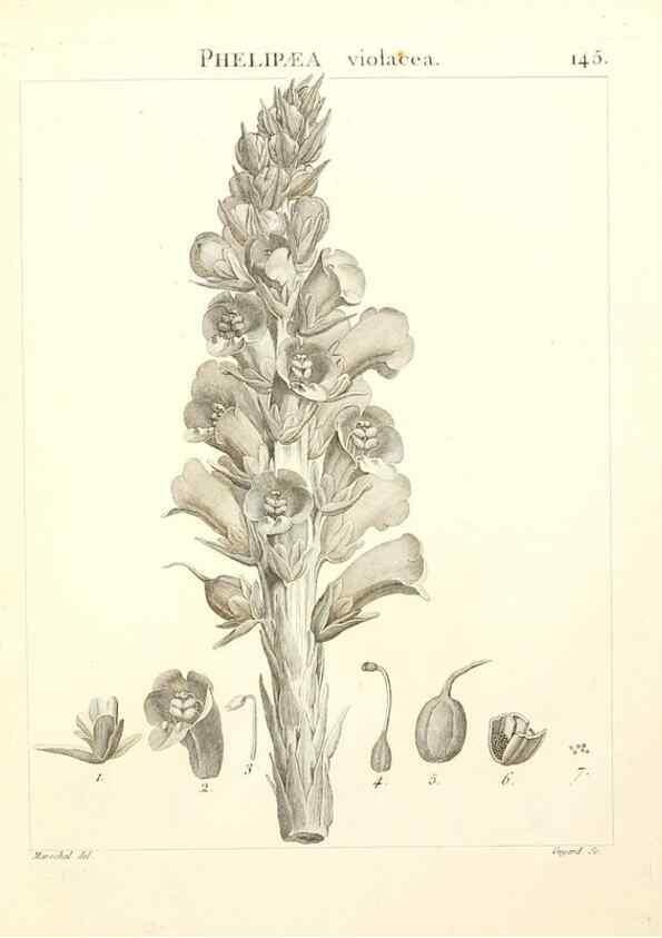 Reproducción/Reproduction 9298165563: Flora Atlantica, sive, Historia plantarum quae in Atlante, agro Tunetano et Algeriensi crescunt /. Parisiis :Apud Blanchon,1800.