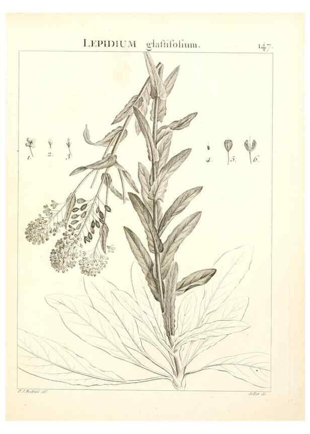 Reproducción/Reproduction 9300949720: Flora Atlantica, sive, Historia plantarum quae in Atlante, agro Tunetano et Algeriensi crescunt /. Parisiis :Apud Blanchon,1800.