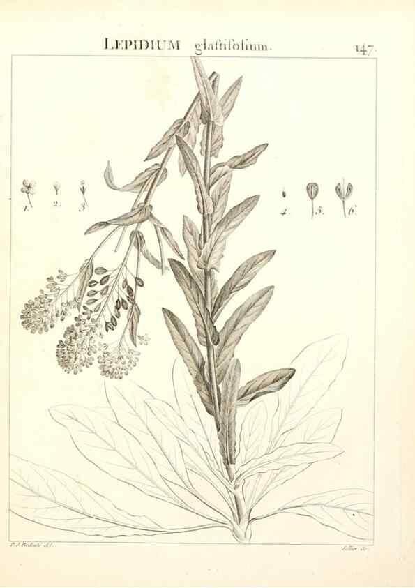 Reproducción/Reproduction 9300949720: Flora Atlantica, sive, Historia plantarum quae in Atlante, agro Tunetano et Algeriensi crescunt /. Parisiis :Apud Blanchon,1800.