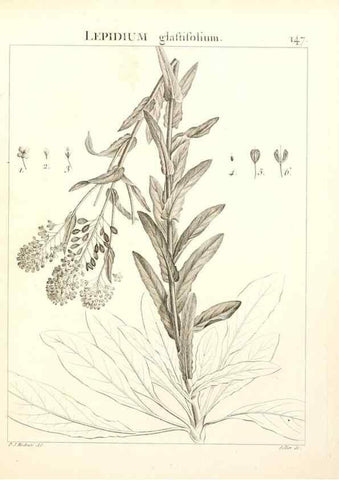 Reproducción/Reproduction 9300949720: Flora Atlantica, sive, Historia plantarum quae in Atlante, agro Tunetano et Algeriensi crescunt /. Parisiis :Apud Blanchon,1800.