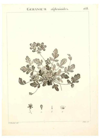 Reproducción/Reproduction 9298182281: Flora Atlantica, sive, Historia plantarum quae in Atlante, agro Tunetano et Algeriensi crescunt /. Parisiis :Apud Blanchon,1800.