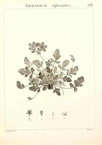 Reproducción/Reproduction 9298182281: Flora Atlantica, sive, Historia plantarum quae in Atlante, agro Tunetano et Algeriensi crescunt /. Parisiis :Apud Blanchon,1800.