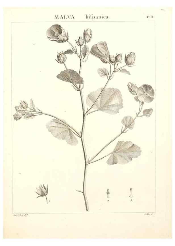 Reproducción/Reproduction 9300966428: Flora Atlantica, sive, Historia plantarum quae in Atlante, agro Tunetano et Algeriensi crescunt /. Parisiis :Apud Blanchon,1800.