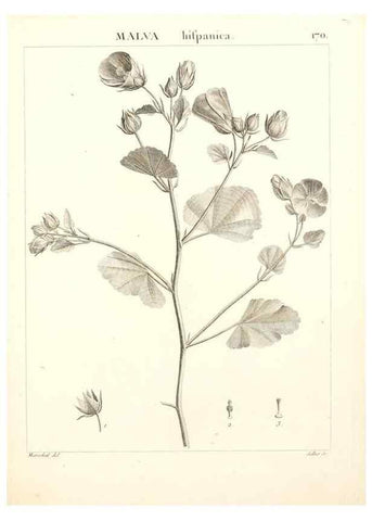 Reproducción/Reproduction 9300966428: Flora Atlantica, sive, Historia plantarum quae in Atlante, agro Tunetano et Algeriensi crescunt /. Parisiis :Apud Blanchon,1800.