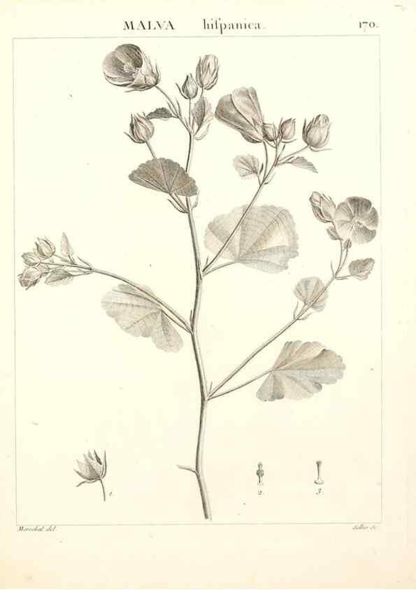 Reproducción/Reproduction 9300966428: Flora Atlantica, sive, Historia plantarum quae in Atlante, agro Tunetano et Algeriensi crescunt /. Parisiis :Apud Blanchon,1800.