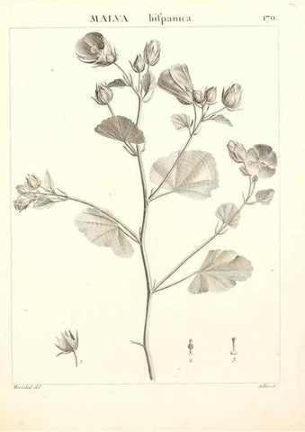 Reproducción/Reproduction 9300966428: Flora Atlantica, sive, Historia plantarum quae in Atlante, agro Tunetano et Algeriensi crescunt /. Parisiis :Apud Blanchon,1800.
