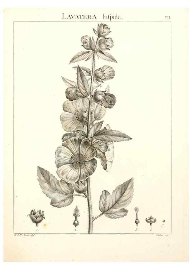 Reproducción/Reproduction 9300967170: Flora Atlantica, sive, Historia plantarum quae in Atlante, agro Tunetano et Algeriensi crescunt /. Parisiis :Apud Blanchon,1800.