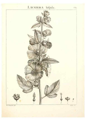 Reproducción/Reproduction 9300967170: Flora Atlantica, sive, Historia plantarum quae in Atlante, agro Tunetano et Algeriensi crescunt /. Parisiis :Apud Blanchon,1800.