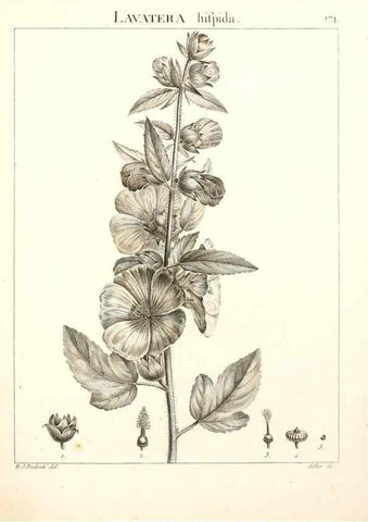 Reproducción/Reproduction 9300967170: Flora Atlantica, sive, Historia plantarum quae in Atlante, agro Tunetano et Algeriensi crescunt /. Parisiis :Apud Blanchon,1800.