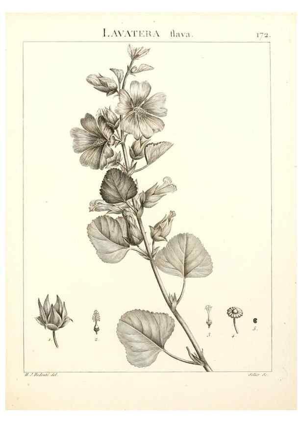 Reproducción/Reproduction 9298185273: Flora Atlantica, sive, Historia plantarum quae in Atlante, agro Tunetano et Algeriensi crescunt /. Parisiis :Apud Blanchon,1800.