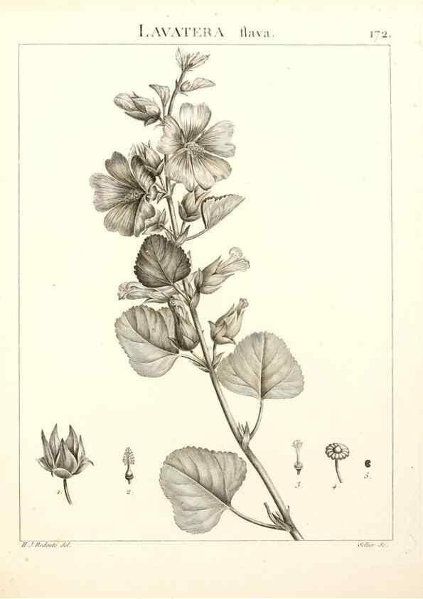 Reproducción/Reproduction 9298185273: Flora Atlantica, sive, Historia plantarum quae in Atlante, agro Tunetano et Algeriensi crescunt /. Parisiis :Apud Blanchon,1800.