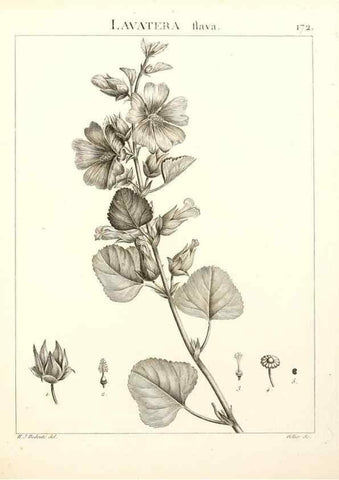 Reproducción/Reproduction 9298185273: Flora Atlantica, sive, Historia plantarum quae in Atlante, agro Tunetano et Algeriensi crescunt /. Parisiis :Apud Blanchon,1800.