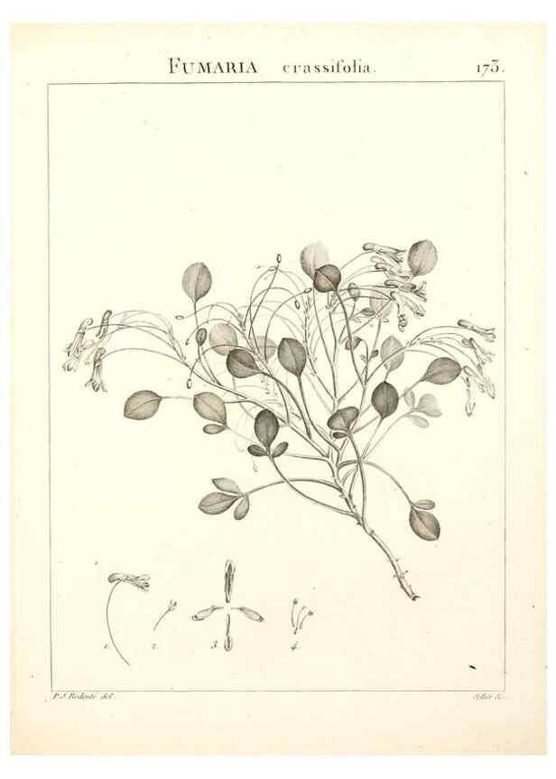 Reproducción/Reproduction 9300968660: Flora Atlantica, sive, Historia plantarum quae in Atlante, agro Tunetano et Algeriensi crescunt /. Parisiis :Apud Blanchon,1800.
