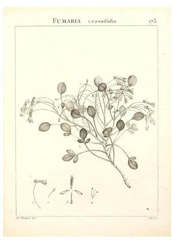 Reproducción/Reproduction 9300968660: Flora Atlantica, sive, Historia plantarum quae in Atlante, agro Tunetano et Algeriensi crescunt /. Parisiis :Apud Blanchon,1800.