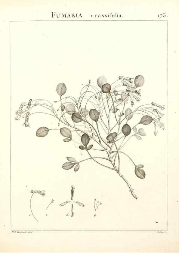 Reproducción/Reproduction 9300968660: Flora Atlantica, sive, Historia plantarum quae in Atlante, agro Tunetano et Algeriensi crescunt /. Parisiis :Apud Blanchon,1800.