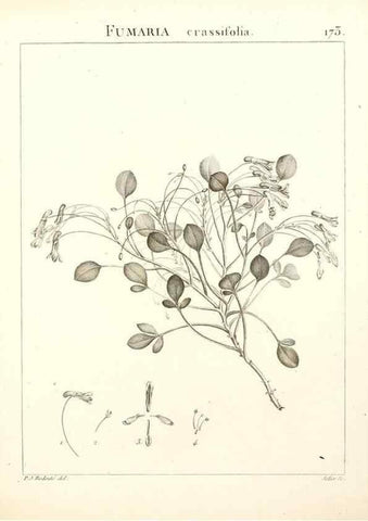 Reproducción/Reproduction 9300968660: Flora Atlantica, sive, Historia plantarum quae in Atlante, agro Tunetano et Algeriensi crescunt /. Parisiis :Apud Blanchon,1800.